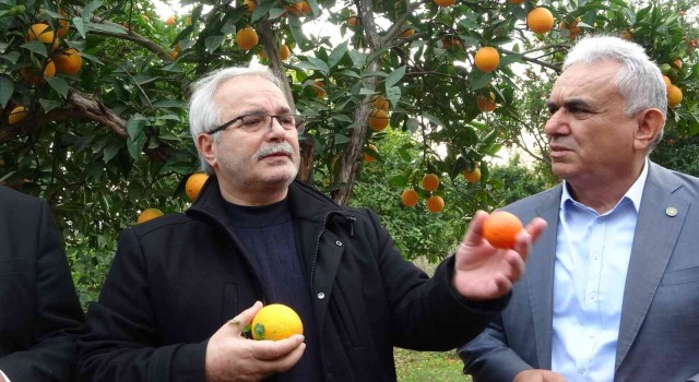 Kozan'da halka açık narenciye hasatı