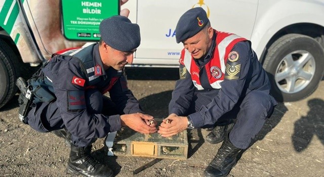 Tuzakla yakalanan saka kuşları doğaya salındı