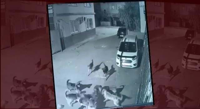 SOKAK KÖPEKLERİ DEHŞET SAÇTI! YENİ BİR FELAKET Mİ BEKLİYORSUNUZ?