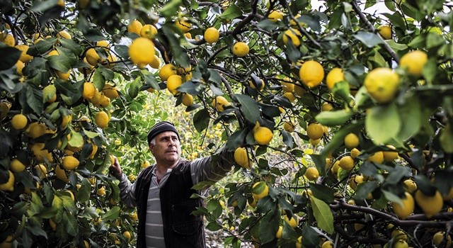 Almanya’nın limonu Kozan’dan gidiyor