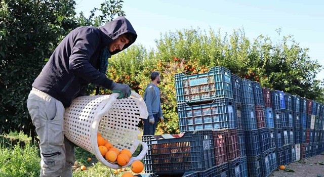 Budama işçilerine 750 lira yevmiye | Yüzde 10'u elcilerin hesabına