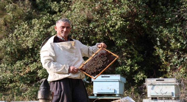 Arılar kış uykusuna yatmadı