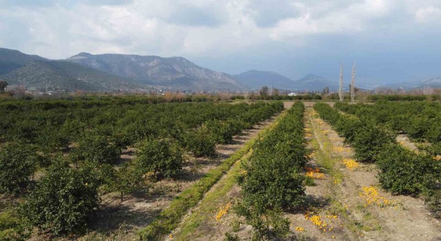 Adana’da para etmeyen narenciye bahçede kaldı