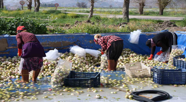 Adana’da yetişen turp, pırasa ve ıspanaklar deprem bölgesi Malatya’dan talep görüyor