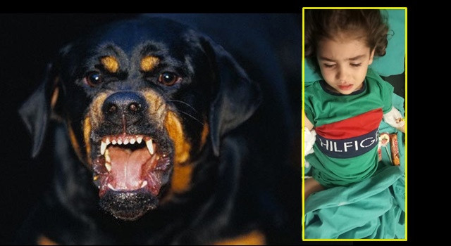 Adana’da ”Rottweiler” dehşeti