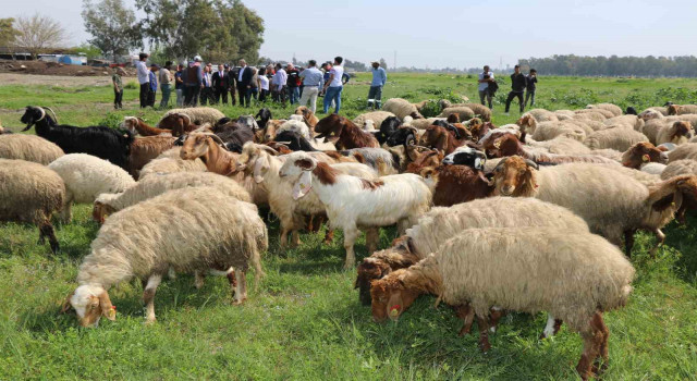 Ovadaki meralarda otlatma sezonu başladı