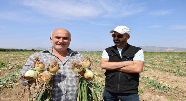 Sofrada ağlatan soğan tarlada güldürdü