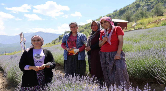 Tarlalar Feke'de mor gelinliğini giydi, ziyaretçi için geri sayım başladı