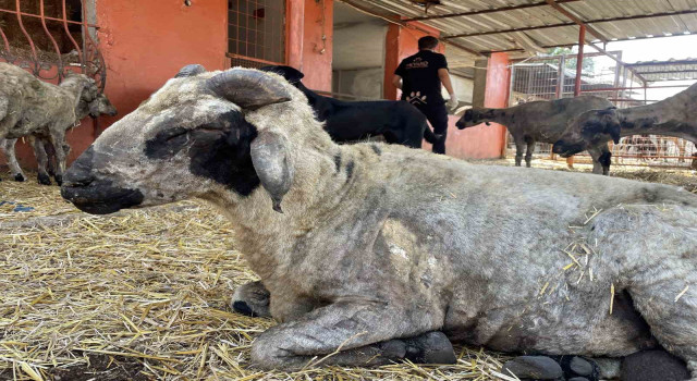 Yangından etkilenen hayvanlar Adana’da göl manzaralı bakımevinde tedavi altına alındı