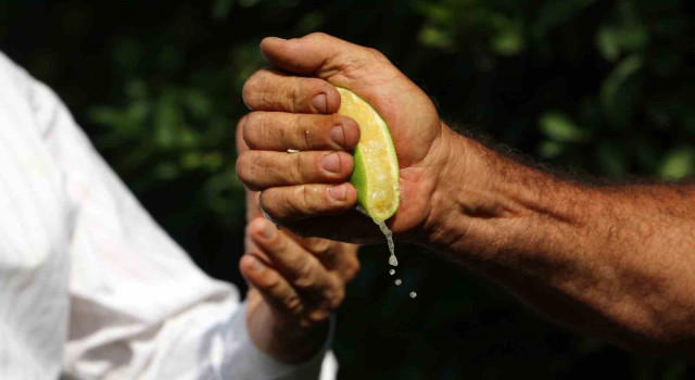 Çukurova’da erken hasat edilen Mayer limonların kalitesinde büyük endişe