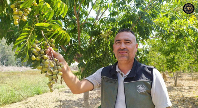 Adana'da Sabun ağacı yetiştirilecek