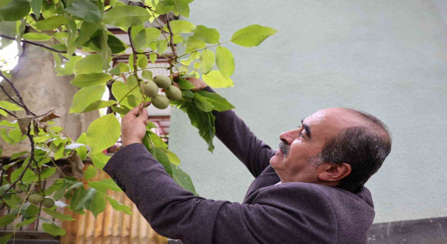 Küresel ısınma cevizi de vurdu