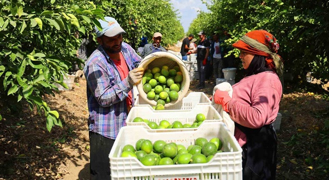 Limon bahçede 8, market ve pazarda 25 lira