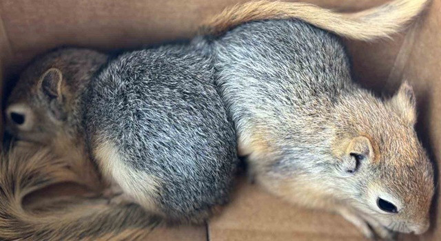 Sincap satıcısına rekor ceza