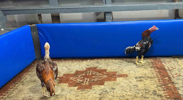 Horoz döğüşüne suçüstü operasyon