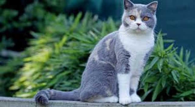 Kedi Irkları Rehberi: Hangi Kedi Sizin İçin Uygun?