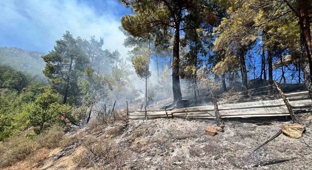 Feke'de Orman Yangını