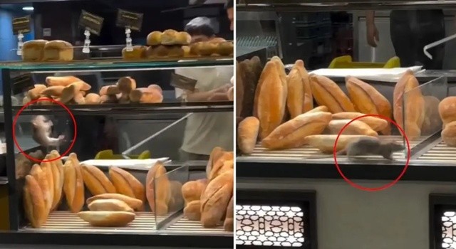 Fırında mide bulandıran görüntü