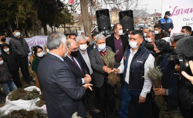 Büyükşehir Pozantı’da 80 bin lavanta fidesi daha dağıttı