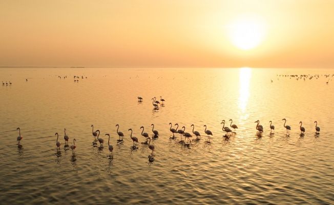 Doğa harikası lagün, hem flamingoları hem de fotoğrafseverleri ağırlıyor