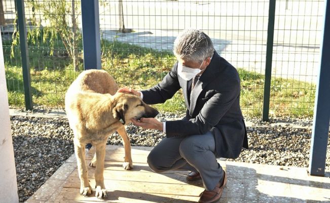 Sokak köpeği Şanslı hayata tutundu