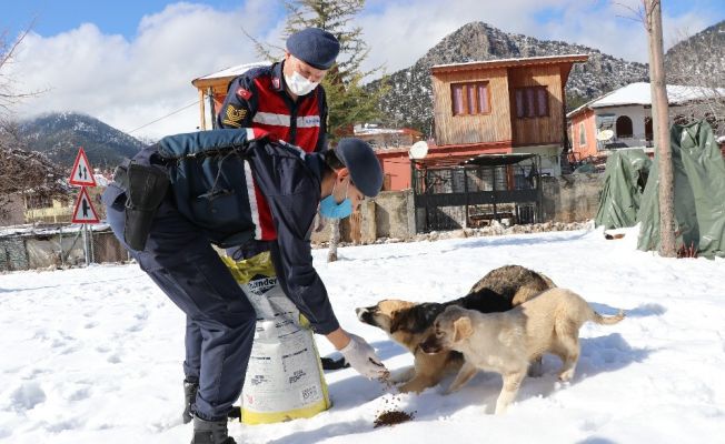 Jandarma sokak hayvanlarını unutmuyor