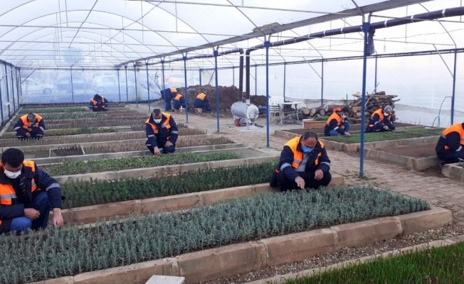 Kozan Belediyesi kendi bitkisini üretiyor