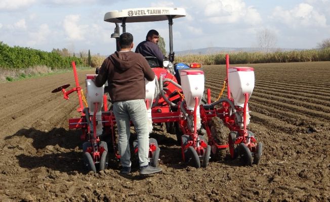 Mısır tohumları toprakla buluştu