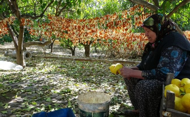 Narenciye kabukları ekonomiye kazandırılıyor