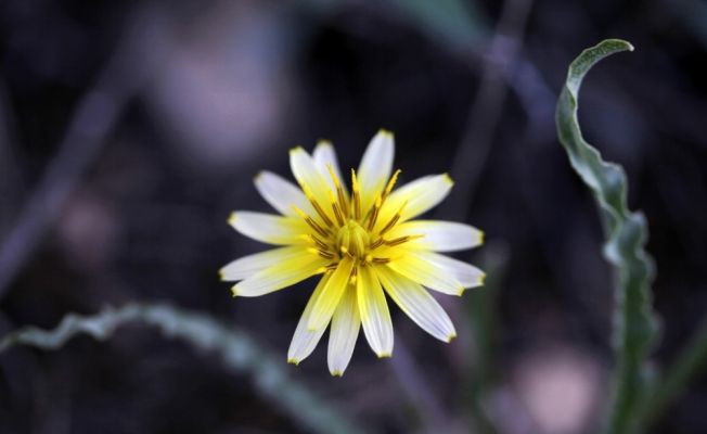 Ünal’dan sanal fotoğraf sergisi