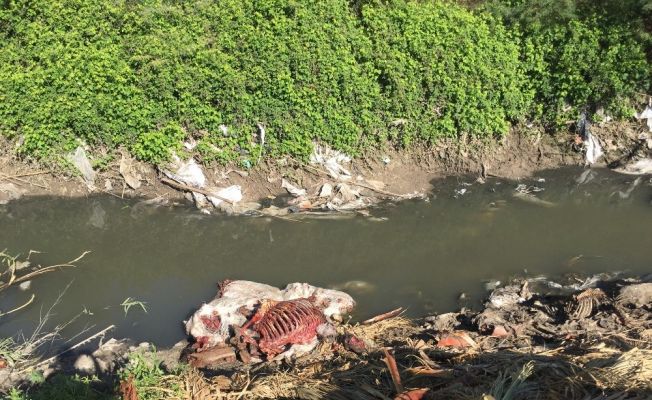 Adana’da tek tırnaklı hayvan başı ve kemikleri bulundu