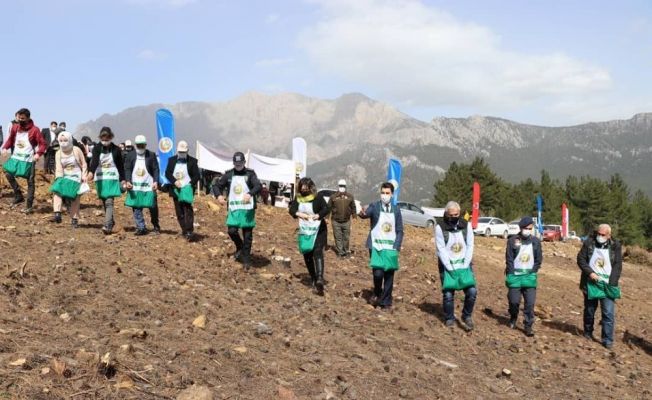 Adana’da yanan ormanlık alanlara kızılçam tohumu ekiliyor