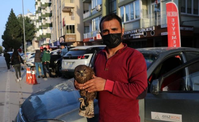 Baygın halde bulduğu şahini hayata döndürdü