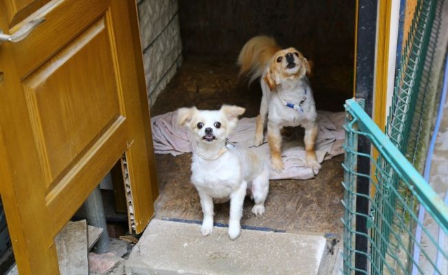 Çalınan köpekleri bulunan kadın sevindi