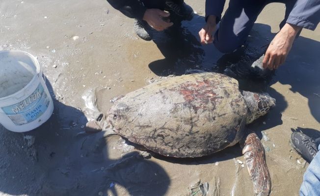 Caretta carettayı su altı ekipleri kurtardı