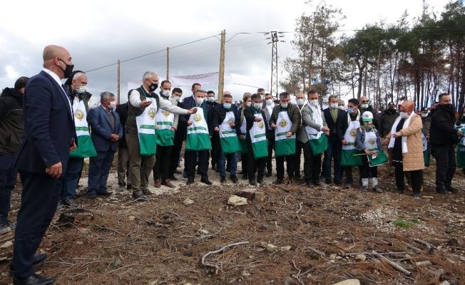 Yanan ormanın her karışı tohumlarla buluştu