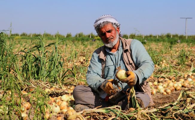 Adana’da turfanda soğan hasadı başladı