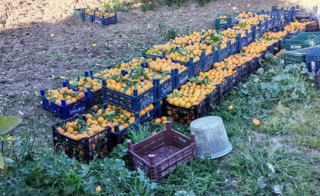 Suriyeli işçi çalıştırıp narenciye çalarken yakalandı