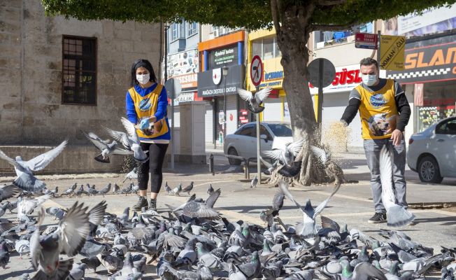 Tam kapanmada sokak hayvanları aç ve susuz kalmayacak