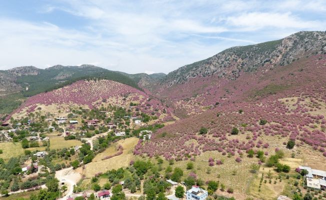 Çukurova’da zakkum çiçekleri görsel şölen oluşturdu