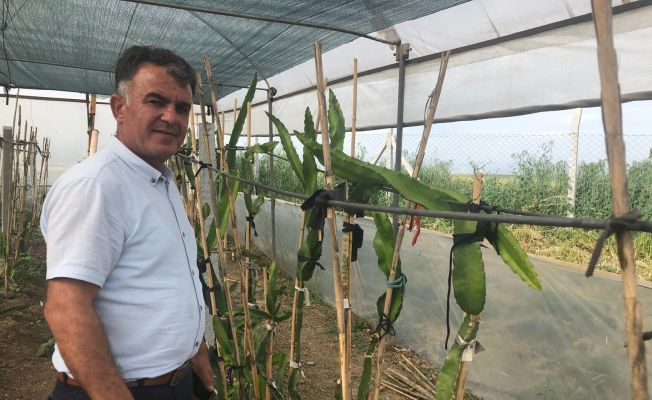 Fidancıda görüp denemek için dikti, şimdi serasını kurdu