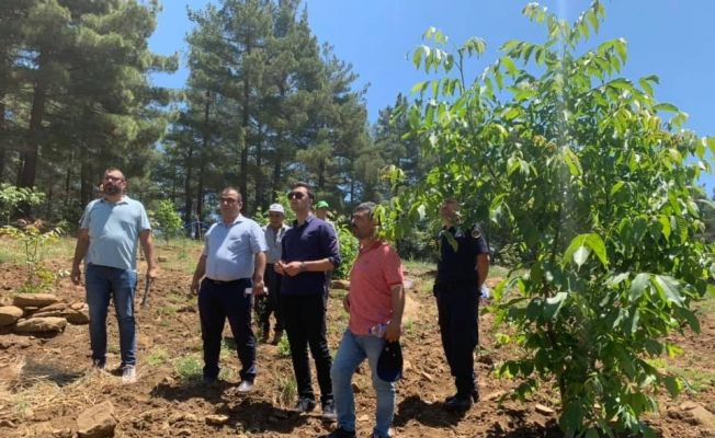 Karaisalı’da ceviz yetiştiriciliği yaygınlaşıyor