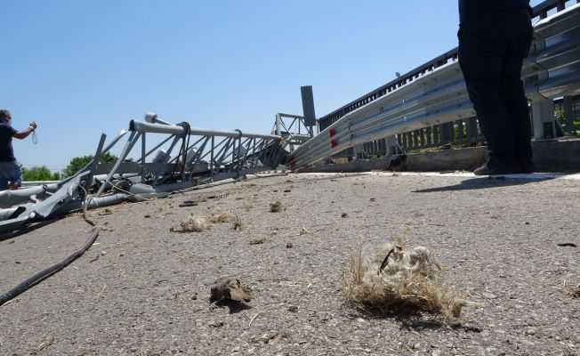 Tır PTS direğini devirdi, onlarca kuş telef oldu