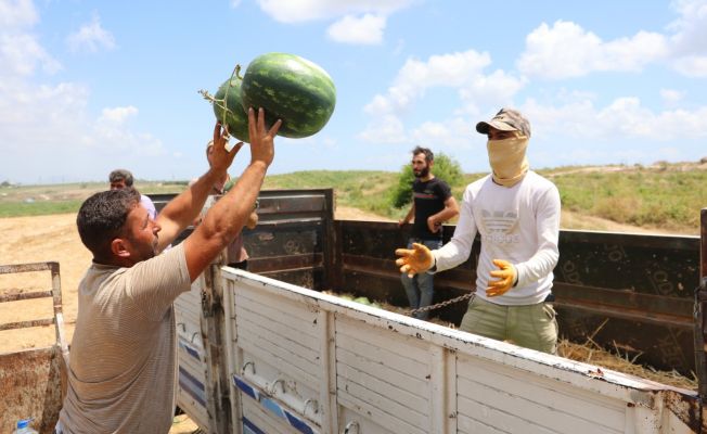 Adana karpuzu tarlada 50 kuruşa düştü