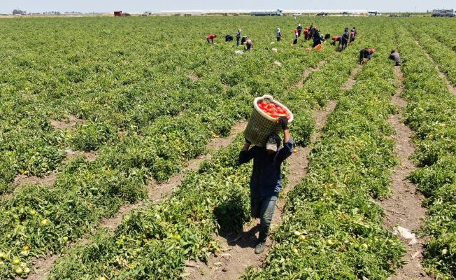 Domates verim ve fiyatıyla yüz güldürüyor