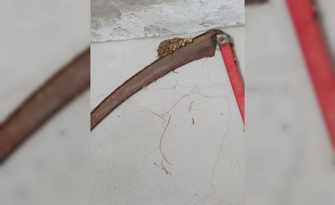 Kırlangıç tırpana yuva yaptı