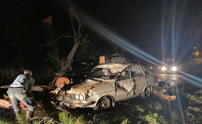 Seyir halindeki otomobilin üzerine ağaç devrildi: 2 yaralı