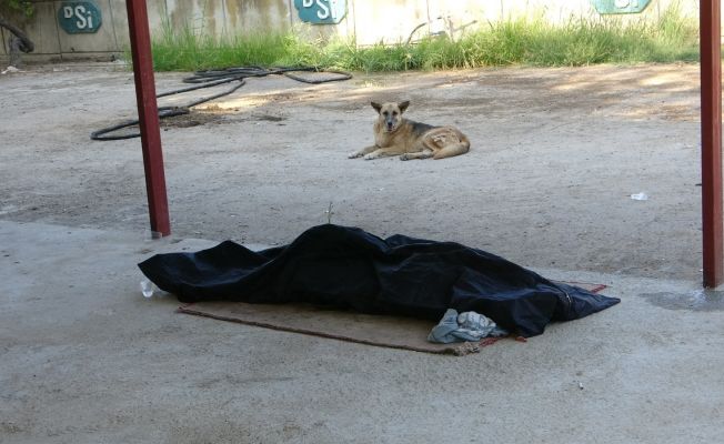 Sokak köpeği boğulan gencin başından ayrılmadı