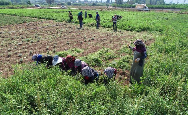 Adana’da tıbbi ve aromatik bitkilerin hasadı yapıldı