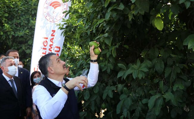 Bakan Pakdemirli limon topladı